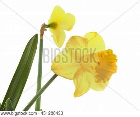 Narcissus Jonquilla In Front Of White Background