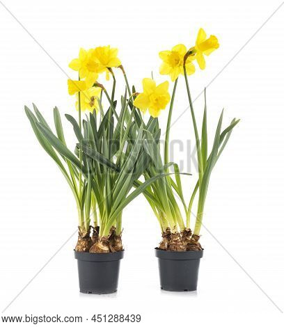 Narcissus Jonquilla In Front Of White Background