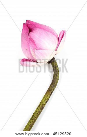 Loto rosa su sfondo bianco