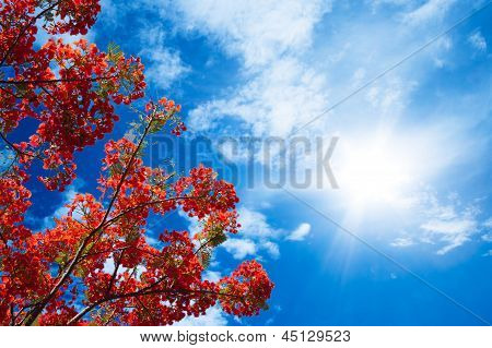 Påfugl blomster