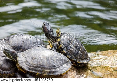 Redear turtle in water pond