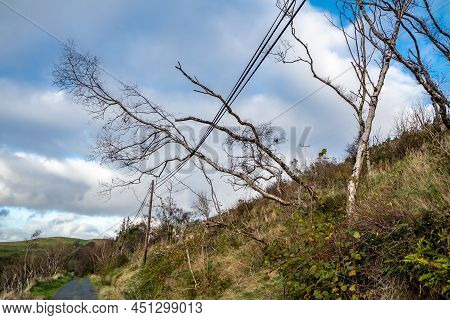 Tree Fallen On Power And Communication Line After The Storm