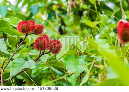 Close Up Of Bixa Orellana Or Anatto Fruit Tree In The Forest Zanzibar, Tanzania