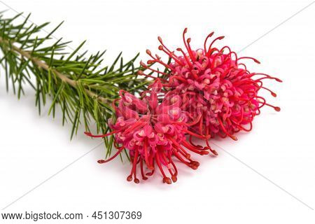 Grevillea  Flowers Isolated On A White Background