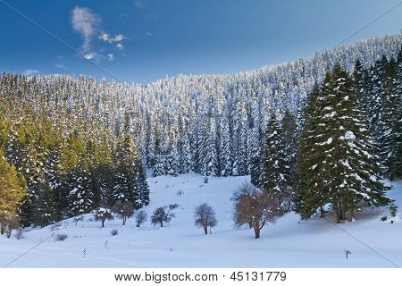 Wald