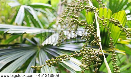 Seeds Of Licuala Paludosa Griff. Bunch Of Green Palm Seeds On Blurred Green Leaf Background With Cop