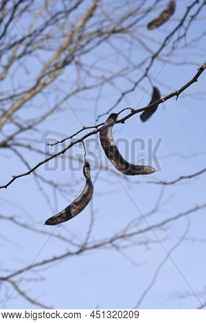 Thornless Honey Locust Bare Branches With Seed Pods