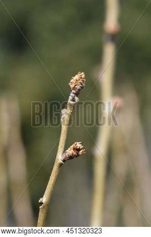 Pear Tree Beurre Hardy Branch With Buds