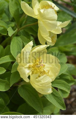 Mlokosewitchs Peony Yellow Flowers In The Garden