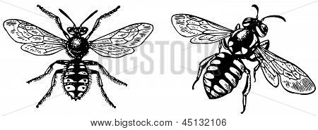 Anthidium Ornatum