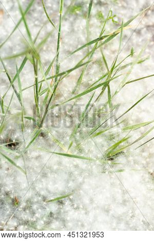 Poplar Fluff On The Road. Grass In Poplar Fluff, Close-up. Fluffy Fluff Seeds. Reproduction Of Trees