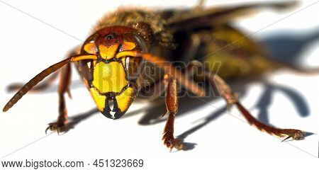 Detail Of European Hornet In Latin Vespa Crabro Isolated On White Background