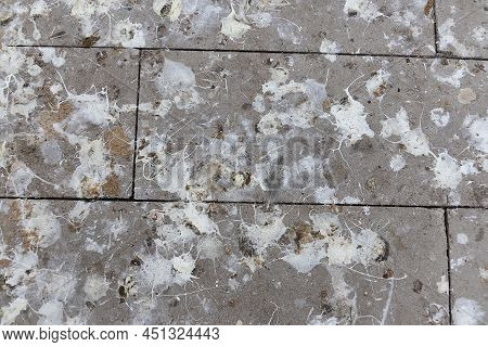 Sidewalk Surface Is Full Of Bird Shits. Background With Bird Droppings. Top View