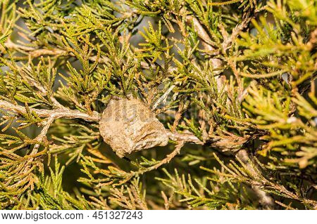 Praying Mantis Ootheca In A Cedar Tree