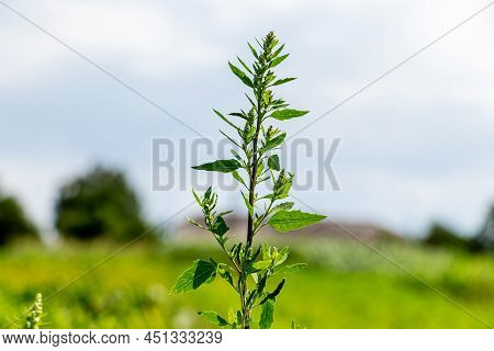 Orach (chenopodium Album)  With Green Leaves And Seeds In The Garden