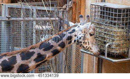 Giraffes At Riga National Zoological Garden, Zoo Mezaparks Riga Latvia Europe.