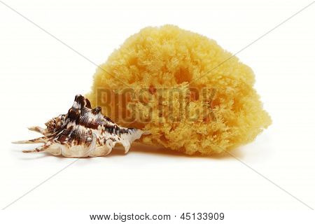 Nature Sponge Isolated