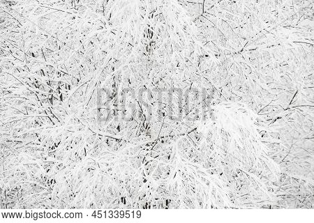 Beautiful Winter Snowy Background. Snow-cowered Winter Trees Background