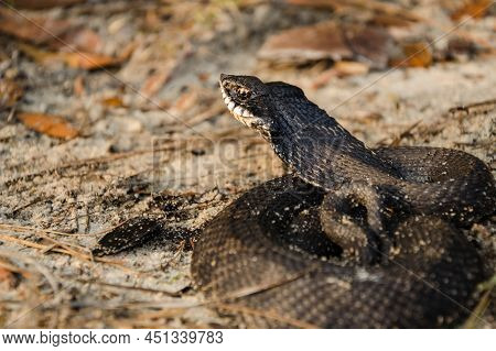 An Eastern Hognose Snake Showing It's Hood Like A Cobra - Heterodon Platirhinos