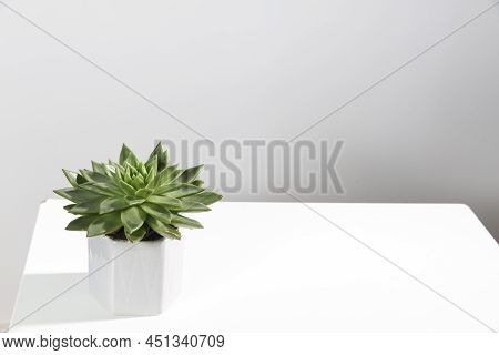 Echeveria In A Beautiful Ceramic Pot On A Beige Table In The Kitchen As An Interior Decoration .plac