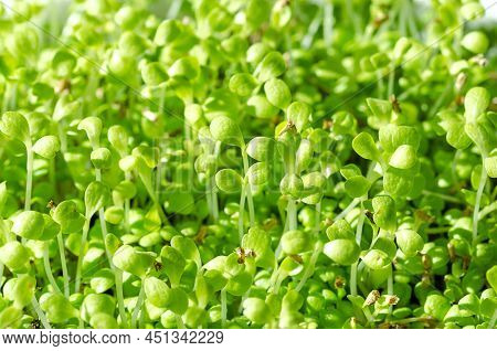 Common Chicoree Microgreens, Close-up. Cotyledons Of Cichorium Intybus, Young Plants, Fresh Green Se