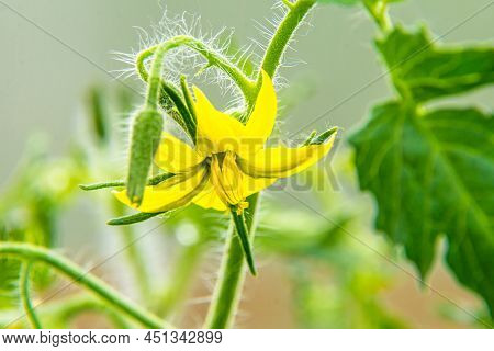 A Yellow Solanaceae Tomato Flower Blooms In A Greenhouse, Favorable Conditions And Lighting Give A R