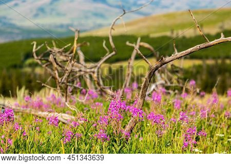 Fireweed Grows In The Tangle Of A Downed Tree In Yellowstone National Park