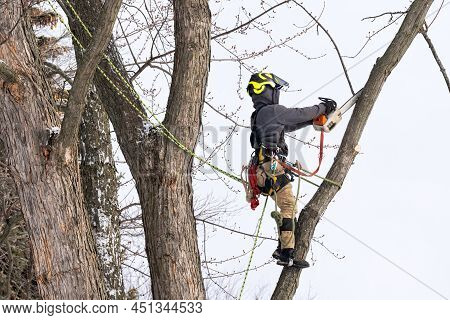 A Professional Tree Surgeon Cuts And Trims A Tree In Winter Time