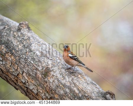 Common Chaffinch, Fringilla Coelebs, Sits On A Branch In Spring On Green Background. Common Chaffinc