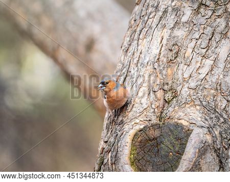 Common Chaffinch, Fringilla Coelebs, Sits On A Tree. Common Chaffinch In Wildlife.