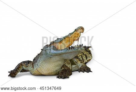Isolated Crocodile On White Background With Clipping Path, Crocodile In The Action Of Aggressive, Op