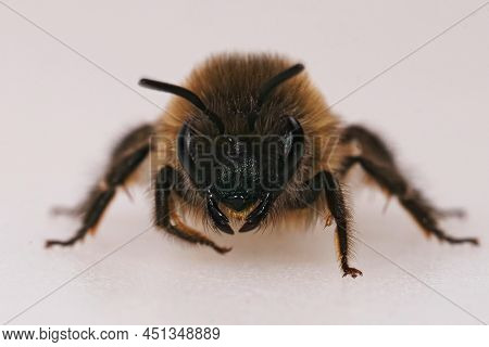 Detailed Frontal Closeup On A Hairy Female Vernal Colletes Cunicularius Against A White Background
