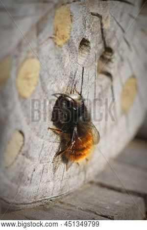 Vertical Closeup On A Fresh Emerged Male European Orchard Mason Bee, Osmia Cornuta On Wood At The Be
