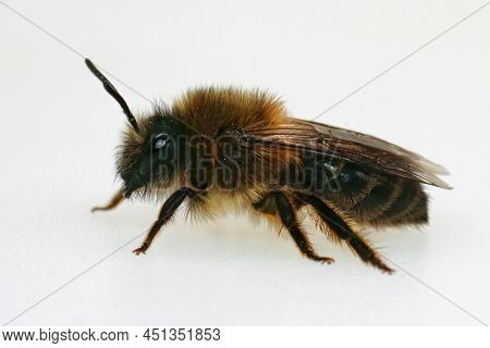 Detailed Closeup On A Hairy Female Vernal Colletes Cunicularius Against A White Background