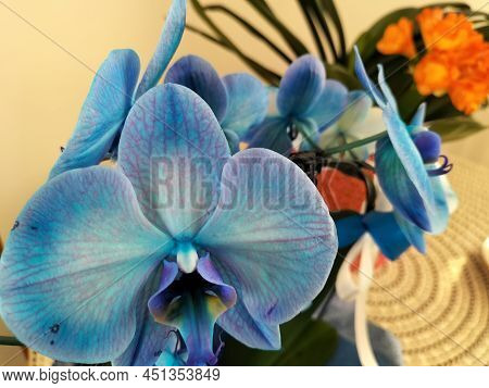 Orchidea Blu E Bianca In Fiore  - Italy
