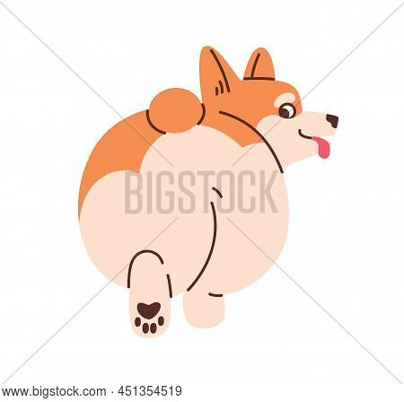 Dogs Butt. Cute Corgi Puppy Going Away, Back View. Funny Animal With Fat Bum, Backside. Amusing Comi