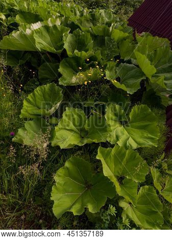 Coltsfoot Leaves, Close-up. Natural Plant Background, Medicinal Green Leaves Coltsfoot. Coltsfoot Or