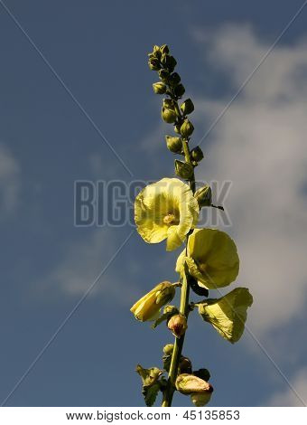 Mallow (Malva sylvestris)