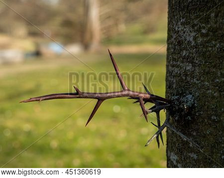 Large Honey Locust Thorns. Needles, Thorns. Camel Thorns