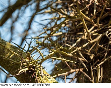 Large Honey Locust Thorns. Needles, Thorns. Camel Thorns