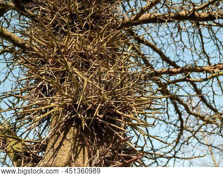 Large Honey Locust Thorns. Needles, Thorns. Camel Thorns