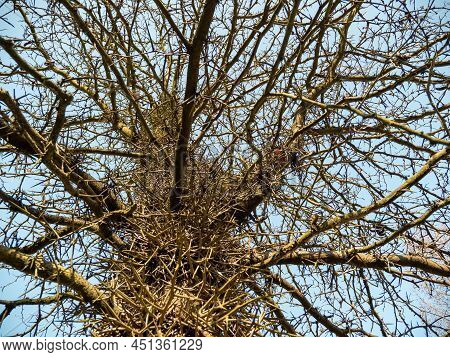 Large Honey Locust Thorns. Needles, Thorns. Camel Thorns
