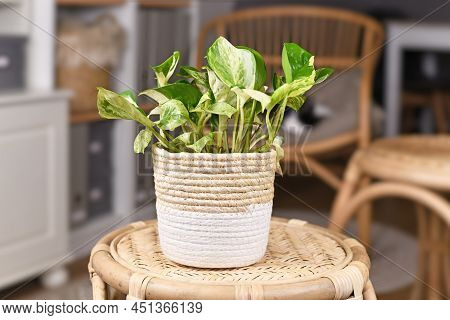 Exotic Pothos Houseplant With Botanic Name 'epipremnum Aureum Manjula'  In Basket Flower Pot On Tabl