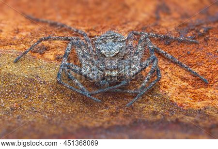 Spider Philodromus Margaritatus, The Lichen Running Spider