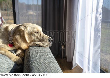 A Young Male Golden Retriever Lies On The Couch Backrest In The Rays Sun In Living Room Of The Home.
