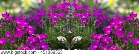 Carnation Clove Pink Blossom Panoramic Banner Header Background. Bright Pink Carnation Flower In Nat