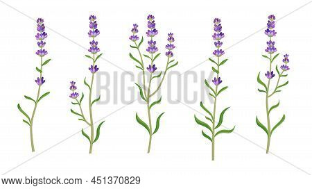 Lavender In Watercolor Style Vector Illustrations Set. Beautiful Purple Flower, Lavendar Or Lavander
