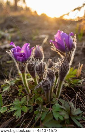Beautiful Pasque Or Anemone Wild Flowers In Spring Forest During Sunset. Pasque Flower Is One Of The