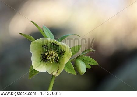 One White Green Flowering Hellebore. Genus Helleborus Of The Buttercup Or Crowfoot Family - Ranuncul