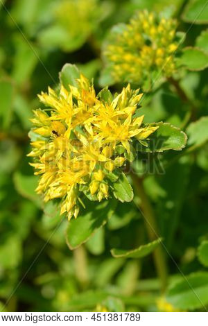 Orange Stonecrop Weihenstephaner Gold Yellow Flowers In The Garden